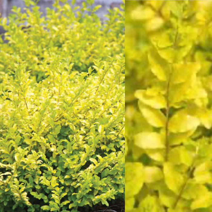 Ligustrum s Sunshine #3