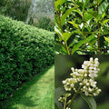 Ligustrum x Ibolium #3