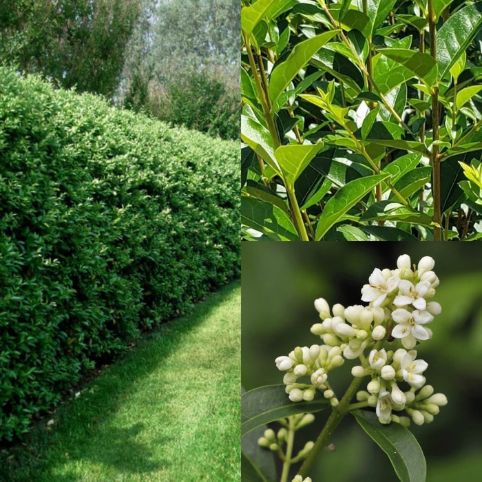 Ligustrum x Ibolium #3