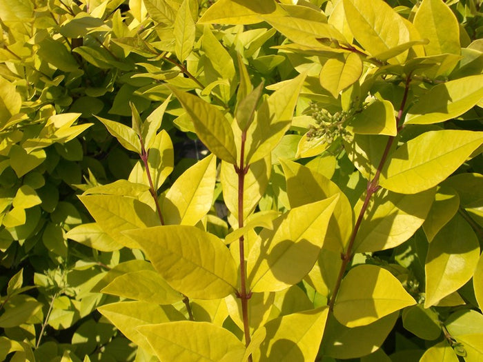 Ligustrum x vicaryi #3