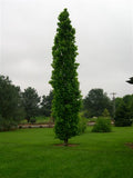 Liquidambar s Slender Silhouette #10