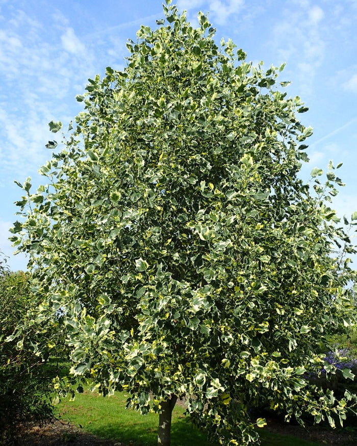 Liriodendron t Snow Bird #7