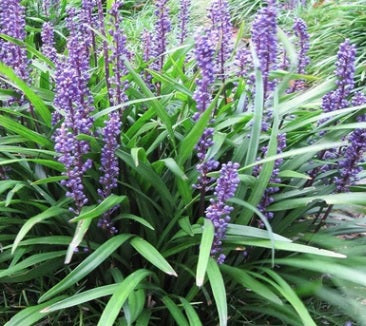 Liriope muscari Big Blue #1