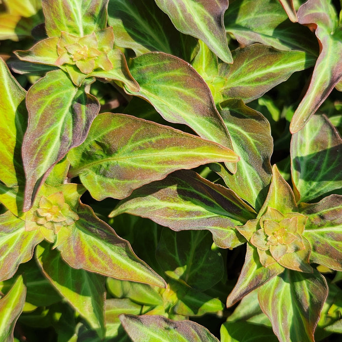 Lysimachia Night Light #1