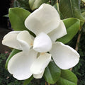 Magnolia gr Edith Bogue #3