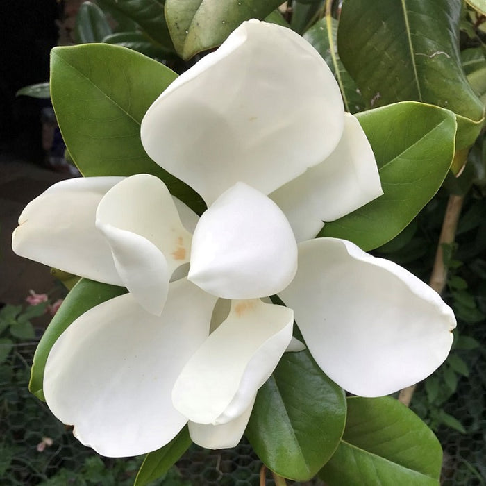 Magnolia gr Edith Bogue #3