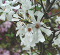 Magnolia loeb Merrill 8'