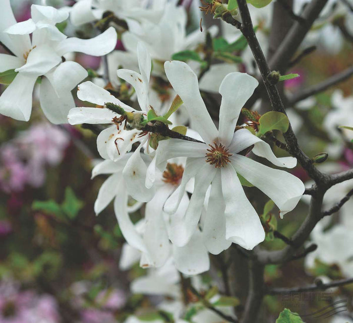 Magnolia loeb Merrill 8'