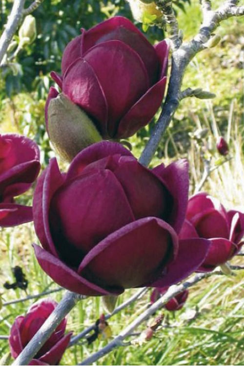 Magnolia s Genie TF #7