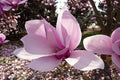 Magnolia soulangeana #10
