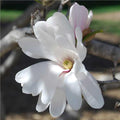 Magnolia st Royal Star 4'