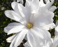 Magnolia st Waterlilly #3
