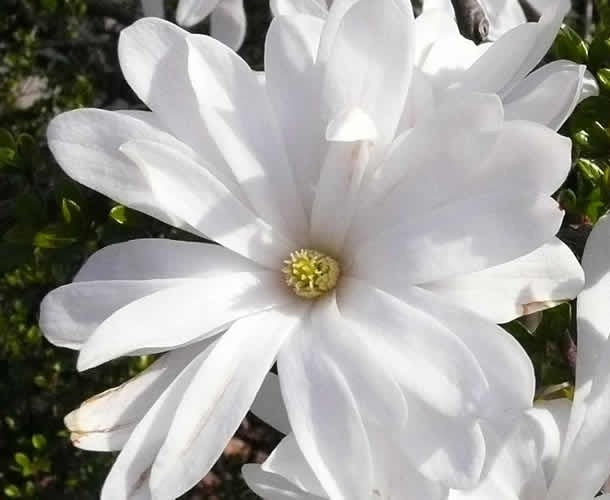 Magnolia st Waterlilly #3