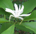 Magnolia tripetala #5