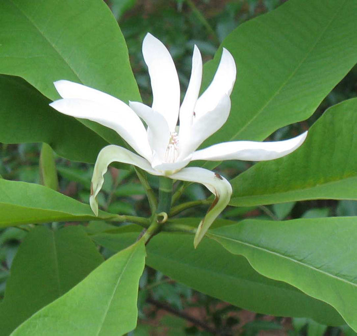 Magnolia tripetala #5