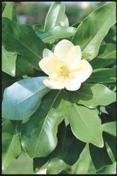 Magnolia v Moonglow #3
