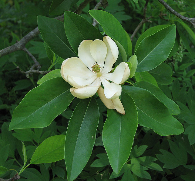 Magnolia virginiana BF #7