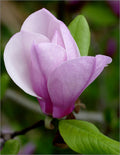 Magnolia x Jane 4'