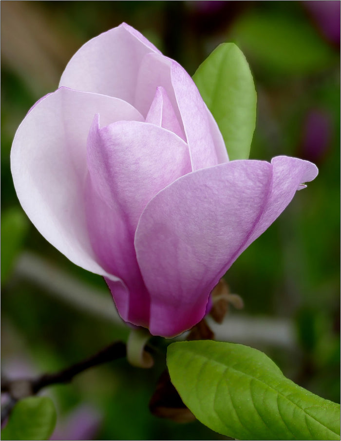 Magnolia x Jane 4'
