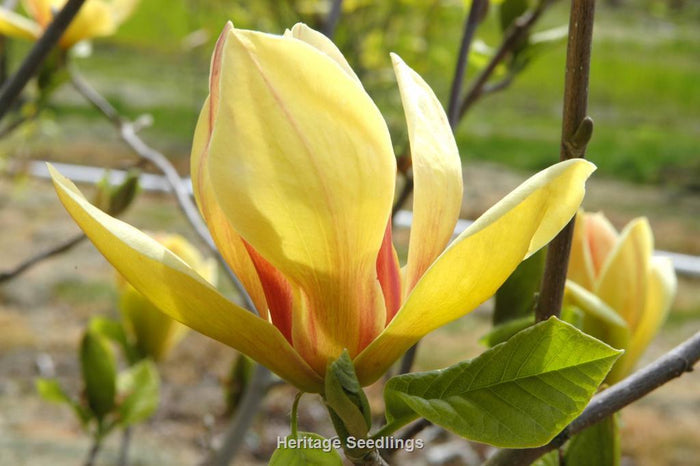 Magnolia x Sunsation TF #5
