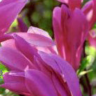 Magnolia x Susan #7