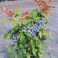 Mahonia aquifolium #2