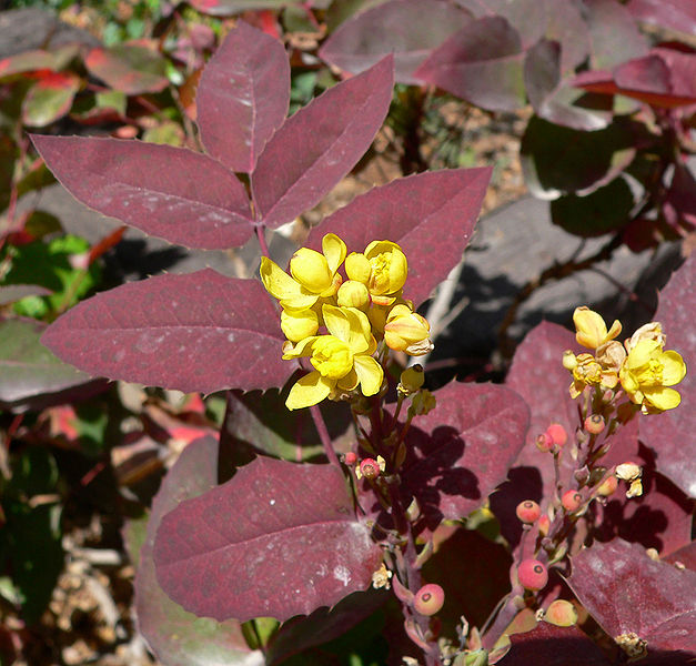 Mahonia aquifolium compacta #2