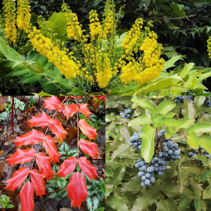 Mahonia japonica #3
