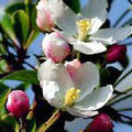 Malus Adirondack #10