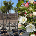 Malus Adirondack std #10