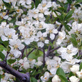 Malus Lollipop 1.5"