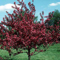 Malus Prairifire  #10