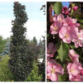 Malus Purple Spire #10