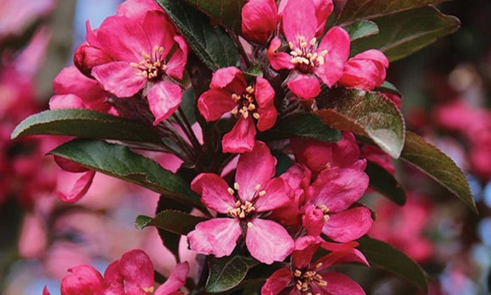 Malus Raspberry Spear #10