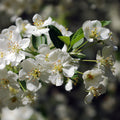 Malus sargent 4'std 1.75"