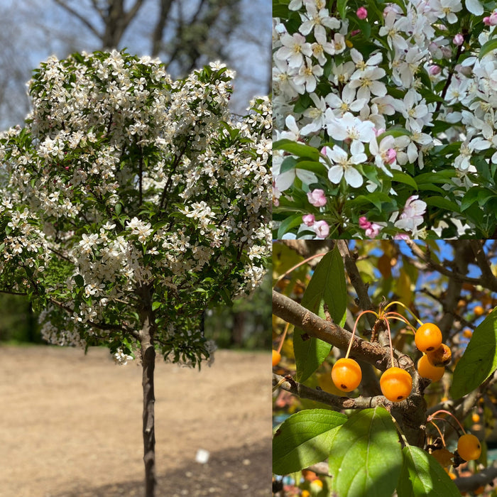 Malus Sparkling Sprite 1.5"