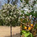 Malus Sparkling Sprite 2"