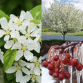 Malus Sweet Sugar Tyme #10