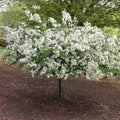 Malus Weeping Tina #10 std