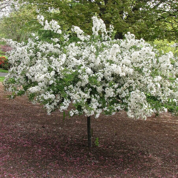Malus Weeping Tina #10 std