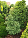 Metasequoia glyp Miss Grace #6