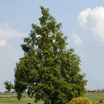 Metasequoia glyptostroboides #15