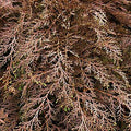 Microbiota decussata #2