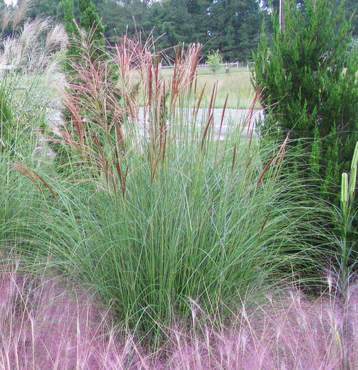 Miscanthus s Gracillimus #3