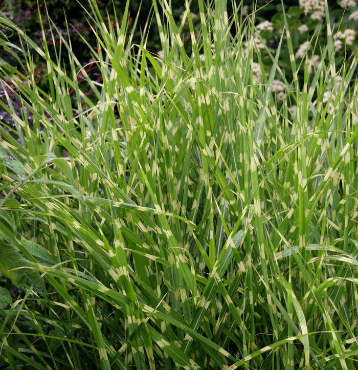 Miscanthus s Strictus #3