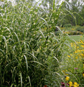 Miscanthus s Zebrinus #3