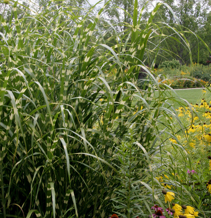Miscanthus s Zebrinus #3