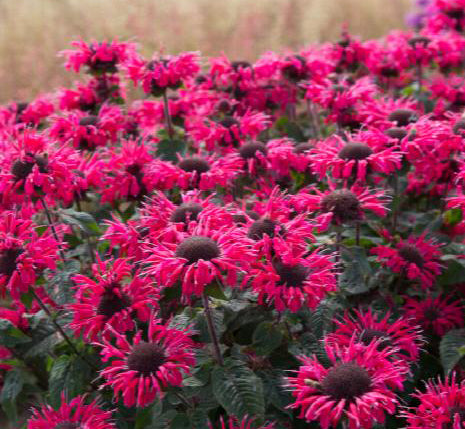 Monarda Bee-You Bee-Happy #1