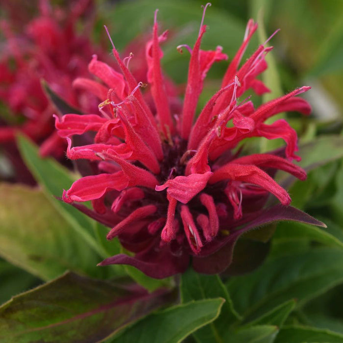 Monarda BeeMine™ Red 1 qt