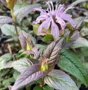 Monarda bradburiana Midnight Oil 1 qt